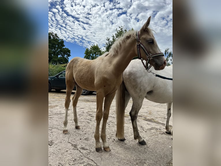 Deutsches Reitpony Hengst  135 cm Palomino in Frose