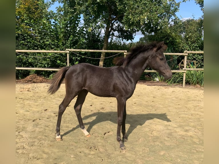 Deutsches Reitpony Hengst Fohlen (05/2024) 140 cm Rappe in Visbek