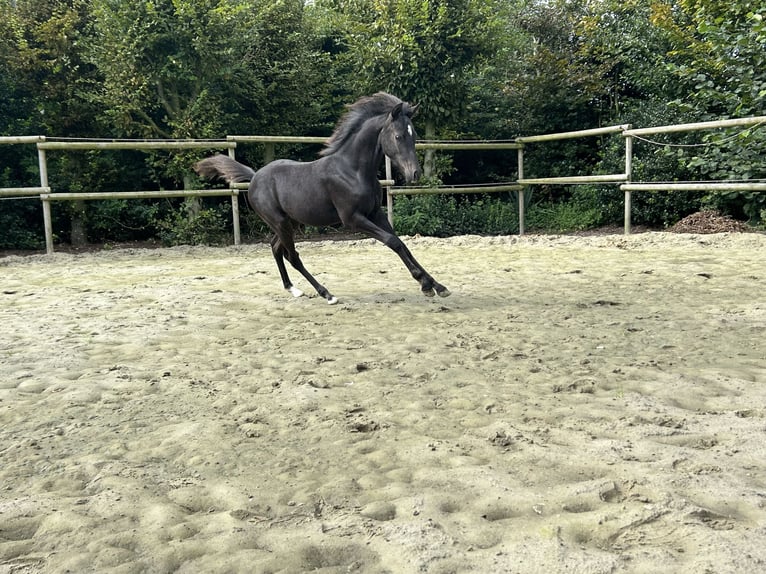 Deutsches Reitpony Hengst Fohlen (05/2024) 140 cm Rappe in Visbek