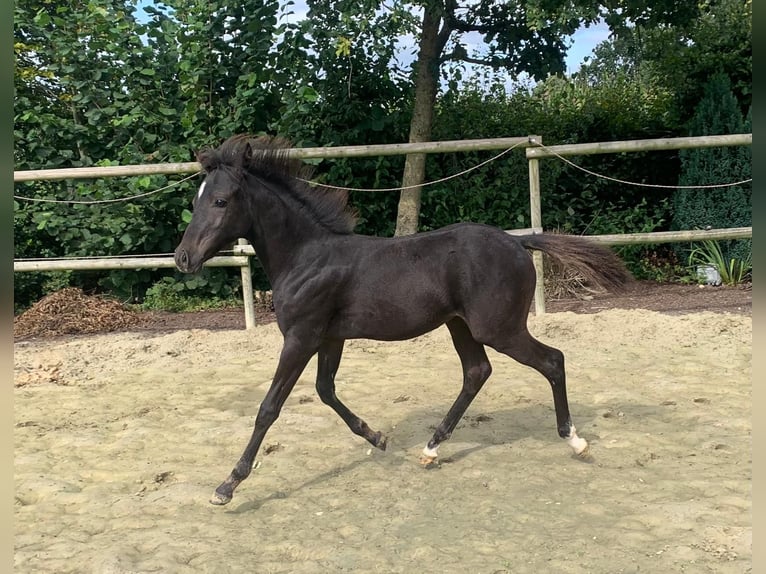 Deutsches Reitpony Hengst Fohlen (05/2024) 140 cm Rappe in Visbek