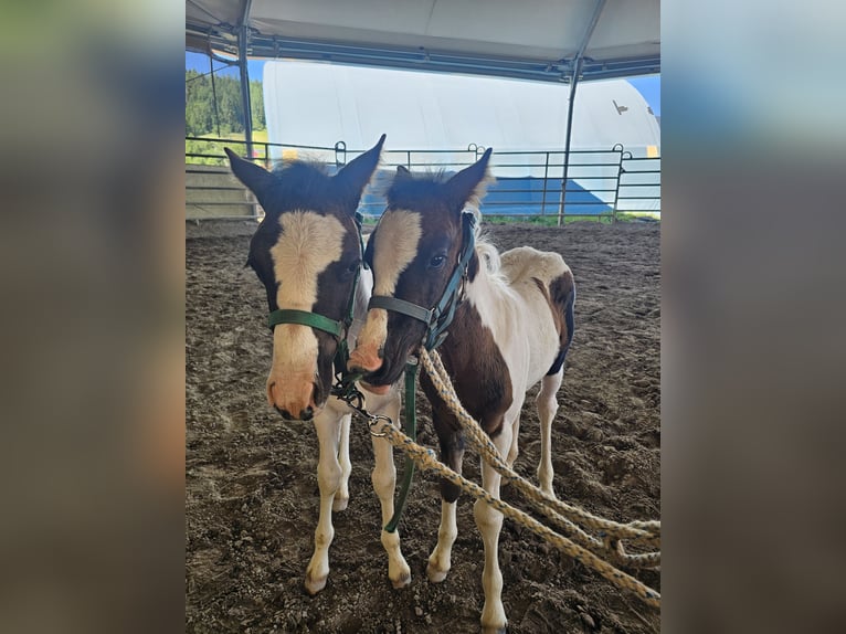 Deutsches Reitpony Mix Hengst  140 cm Schecke in Steinen