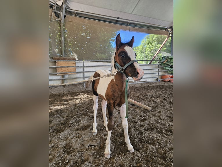 Deutsches Reitpony Mix Hengst  140 cm Schecke in Steinen