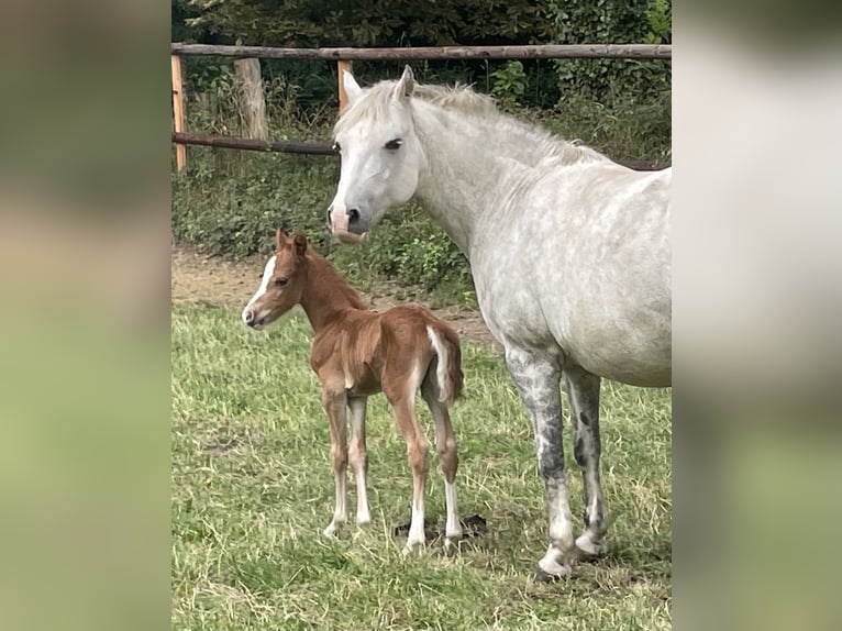 Deutsches Reitpony Mix Hengst  143 cm Fuchs in Wangels