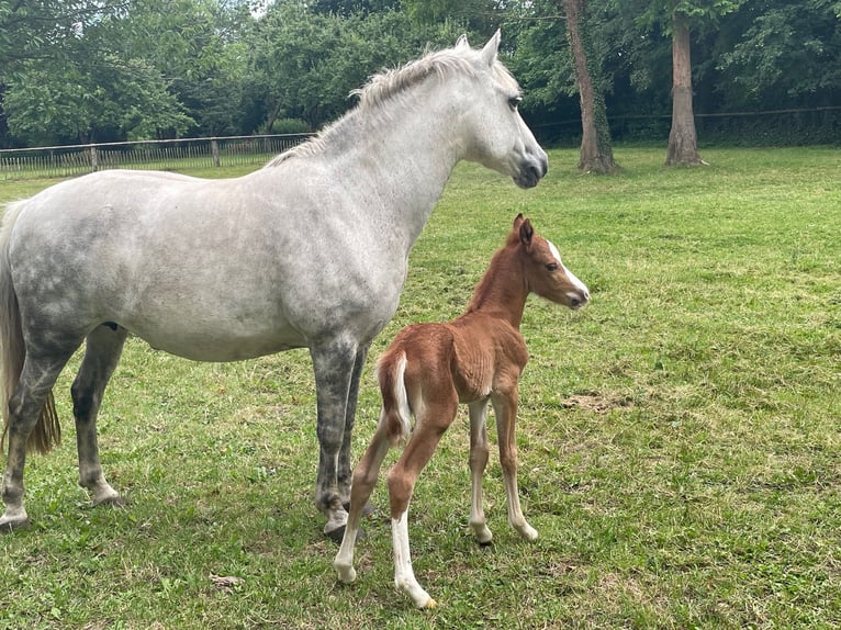 Deutsches Reitpony Mix Hengst  143 cm Fuchs in Wangels