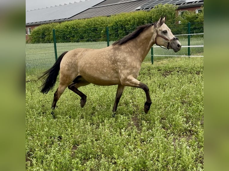 Deutsches Reitpony Hengst  145 cm Brauner in Dinklage