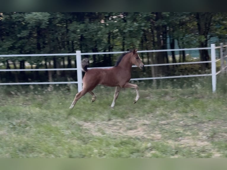Deutsches Reitpony Hengst  145 cm Brauner in Dinklage