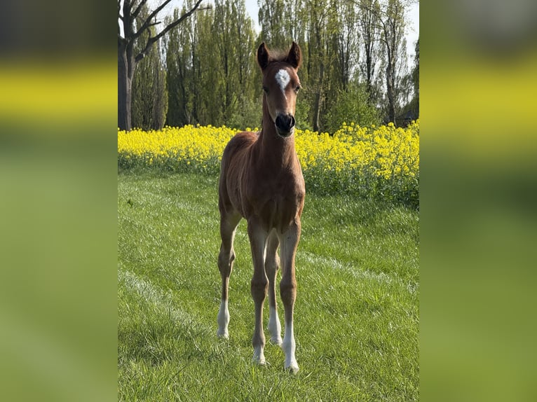 Deutsches Reitpony Hengst  145 cm Brauner in Dinklage