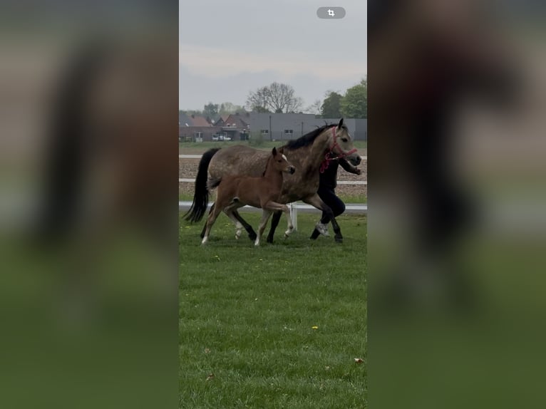 Deutsches Reitpony Hengst  145 cm Brauner in Dinklage