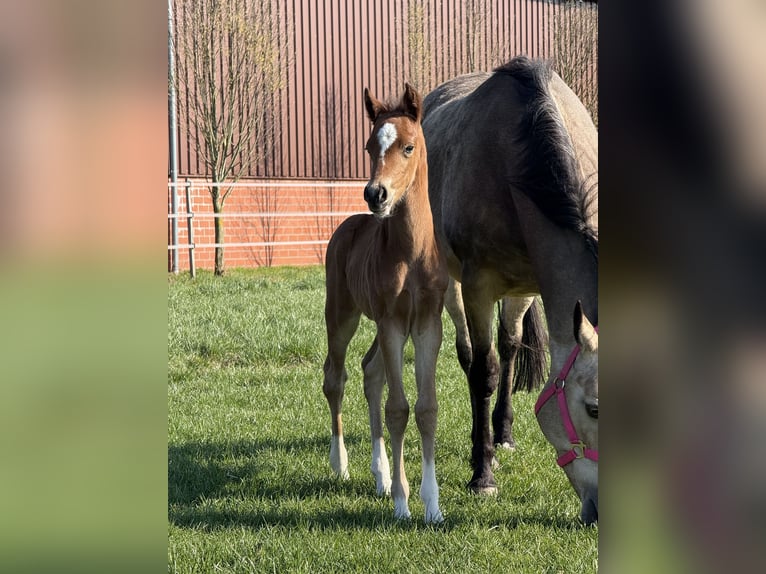 Deutsches Reitpony Hengst  145 cm Brauner in Dinklage