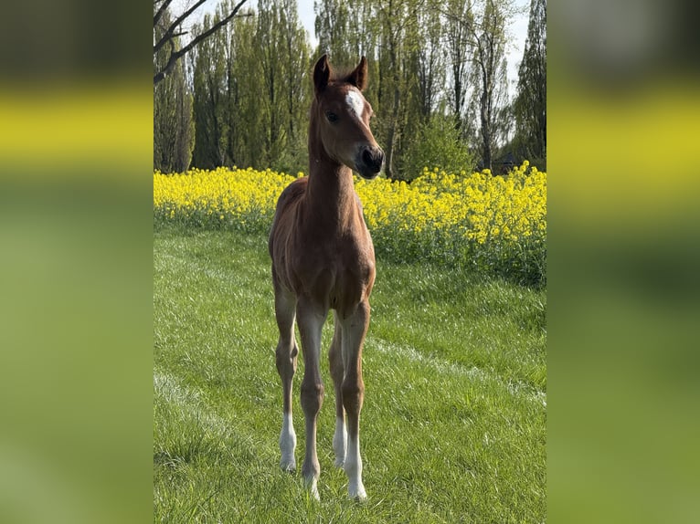 Deutsches Reitpony Hengst  145 cm Brauner in Dinklage