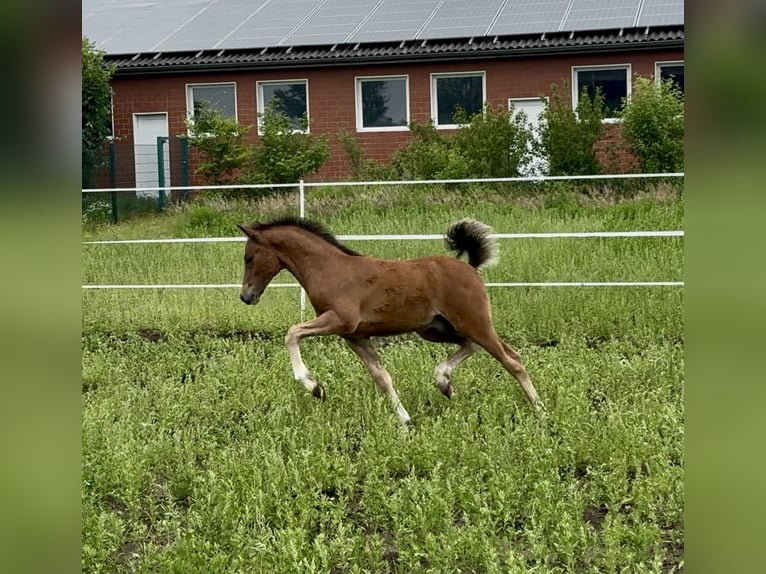 Deutsches Reitpony Hengst  145 cm Brauner in Dinklage