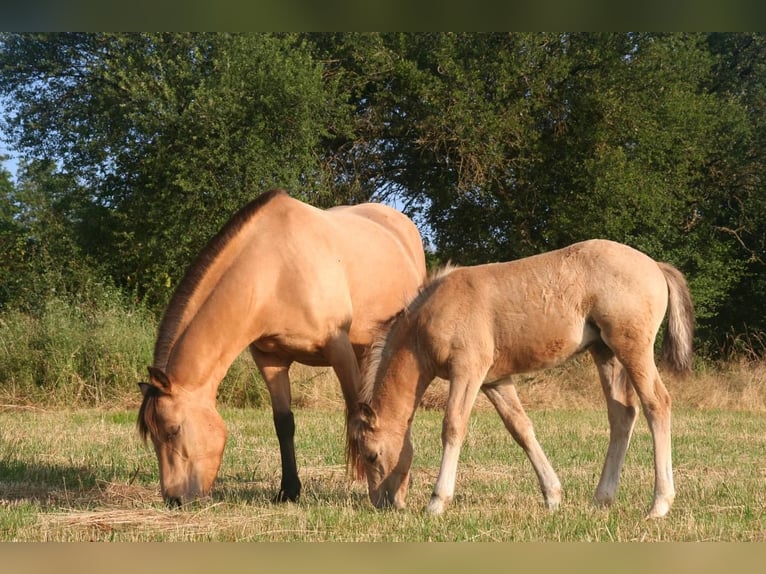 Deutsches Reitpony Mix Hengst Fohlen (04/2025) 145 cm Buckskin in Massilly