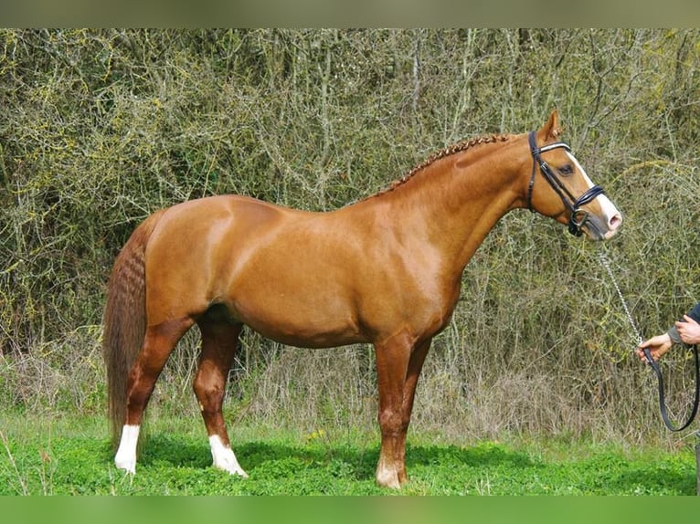 Deutsches Reitpony Mix Hengst Fohlen (04/2025) 145 cm Buckskin in Massilly