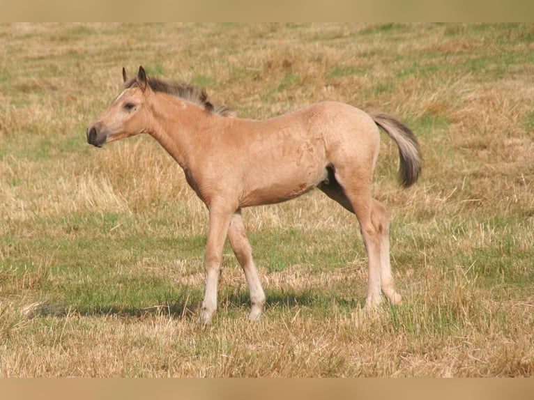 Deutsches Reitpony Mix Hengst Fohlen (04/2025) 145 cm Buckskin in Massilly