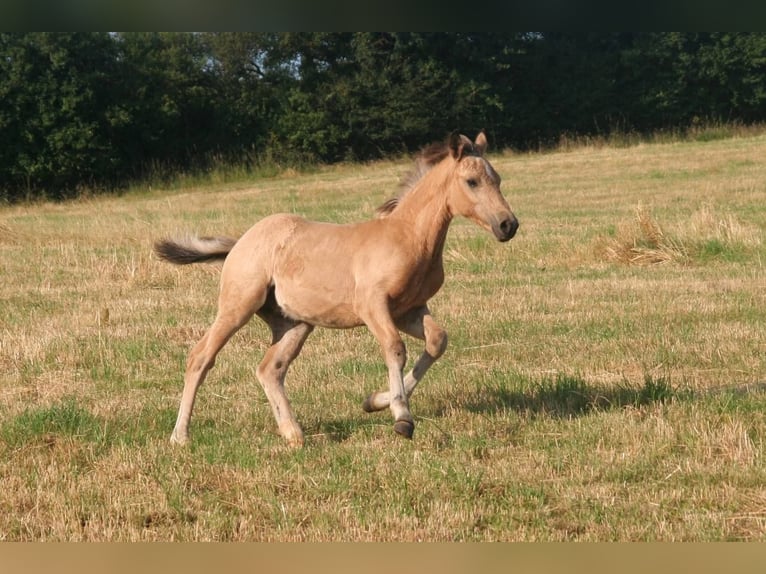 Deutsches Reitpony Mix Hengst Fohlen (04/2025) 145 cm Buckskin in Massilly