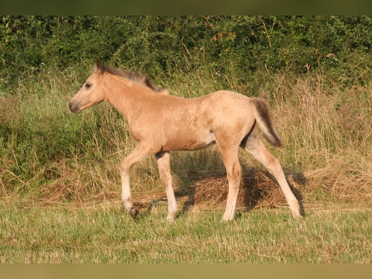 Deutsches Reitpony Mix Hengst Fohlen (04/2025) 145 cm Buckskin in Massilly