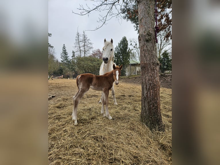 Deutsches Reitpony Hengst Fohlen (03/2025) 145 cm Dunkelfuchs in L&#xF6;cknitz