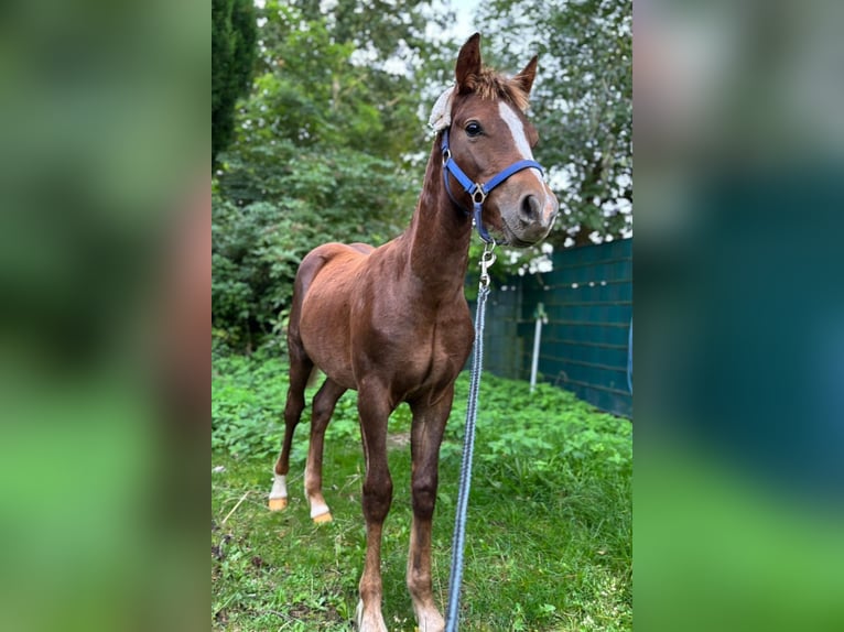 Deutsches Reitpony Hengst Fohlen (03/2025) 145 cm Dunkelfuchs in L&#xF6;cknitz