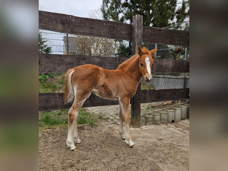Deutsches Reitpony Hengst Fohlen (03/2025) 145 cm Dunkelfuchs in L&#xF6;cknitz