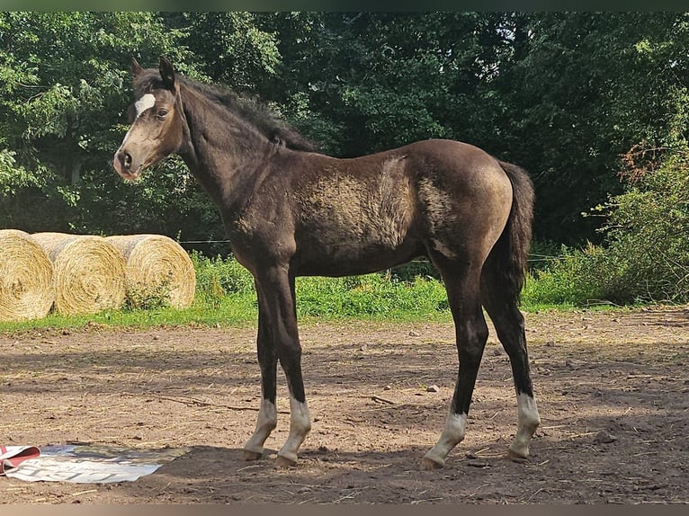 Deutsches Reitpony Hengst Fohlen (04/2026) 145 cm Falbe in Ilmenau
