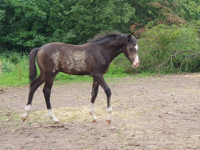 Deutsches Reitpony Hengst Fohlen (04/2026) 145 cm Falbe in Ilmenau