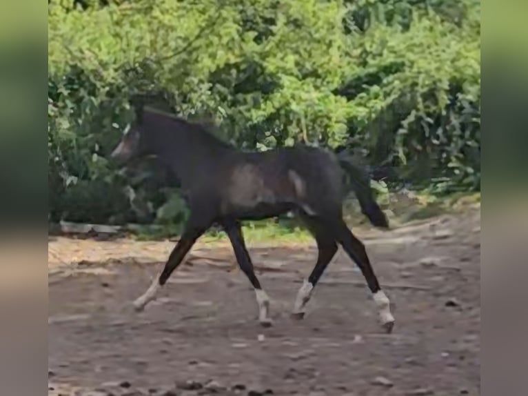 Deutsches Reitpony Hengst Fohlen (04/2026) 145 cm Falbe in Ilmenau