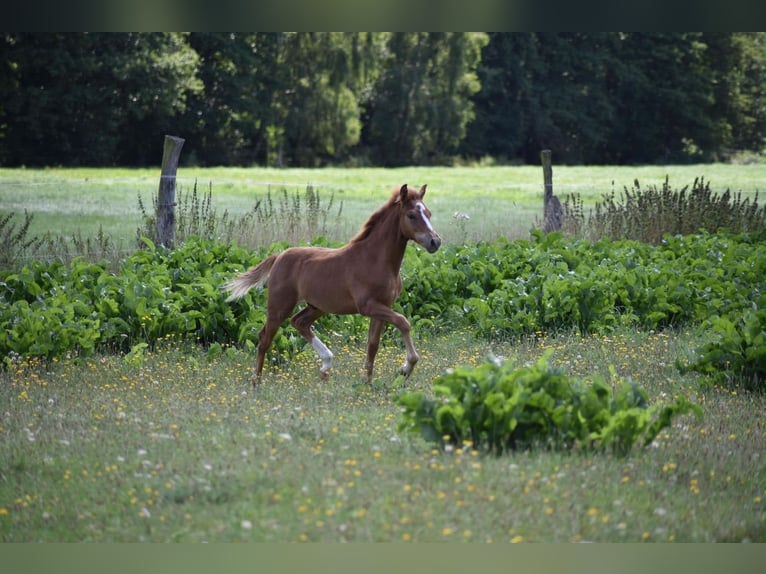 Deutsches Reitpony Hengst Fohlen (04/2026) 145 cm Fuchs in Gross Tetzleben
