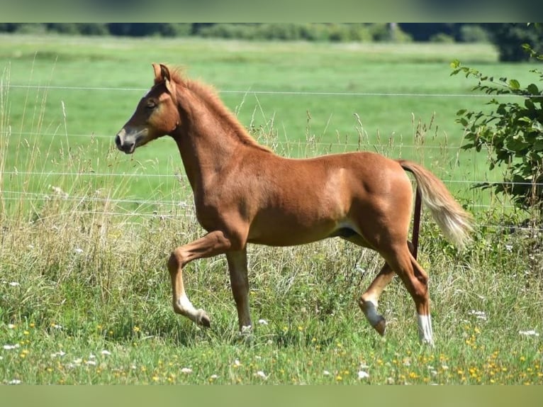 Deutsches Reitpony Hengst Fohlen (04/2026) 145 cm Fuchs in Gross Tetzleben