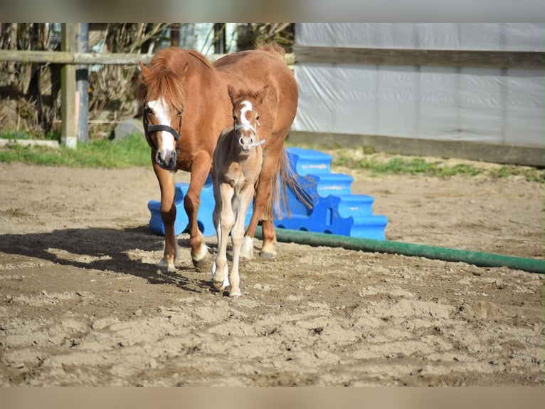 Deutsches Reitpony Hengst Fohlen (04/2026) 145 cm Fuchs in Gross Tetzleben