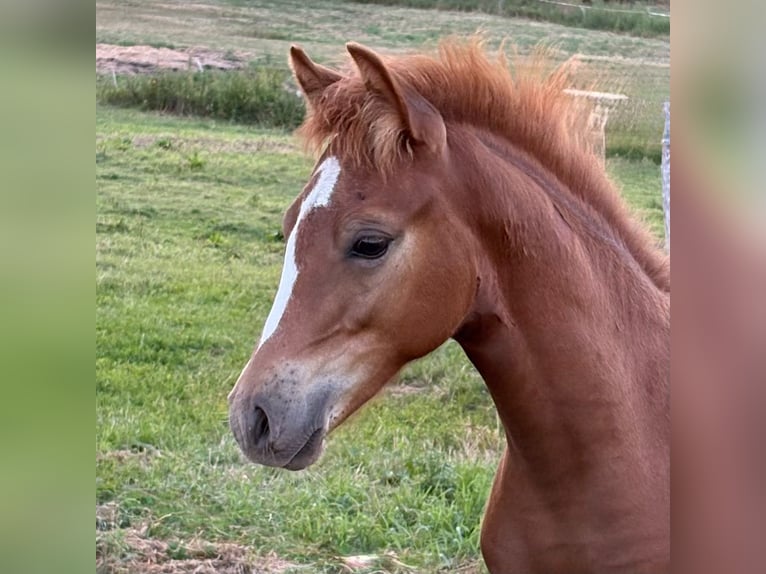 Deutsches Reitpony Hengst Fohlen (04/2026) 145 cm Fuchs in Gross Tetzleben