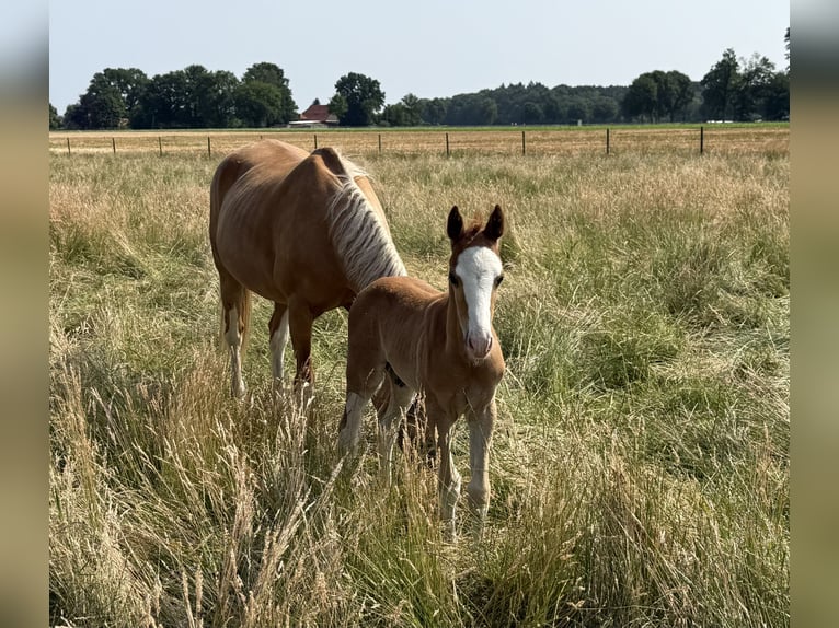 Deutsches Reitpony Hengst  145 cm Fuchs in D&#xF6;tlingen