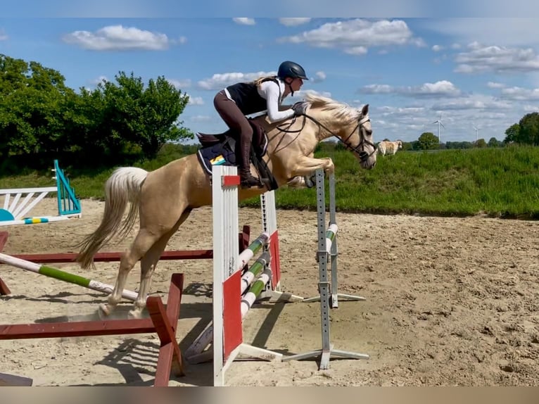 Deutsches Reitpony Hengst Fohlen (03/2025) 145 cm Fuchs in Jesteburg