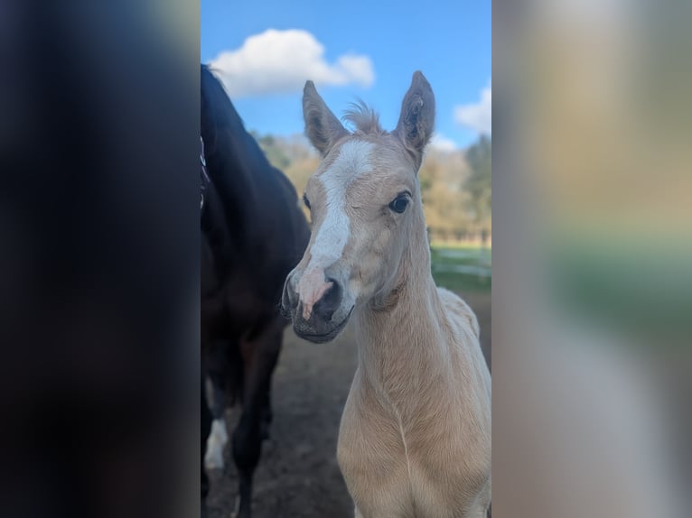 Deutsches Reitpony Hengst  145 cm Palomino in Münster