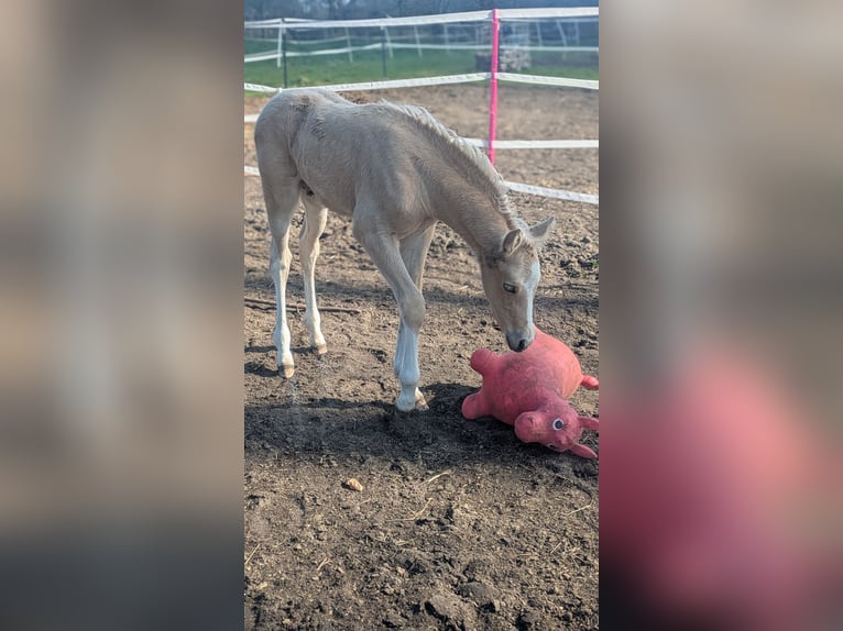Deutsches Reitpony Hengst  145 cm Palomino in Münster