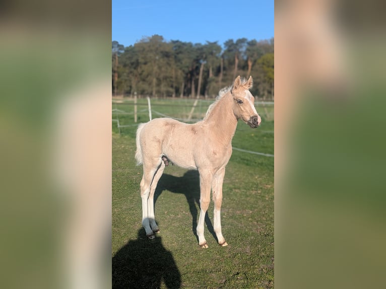 Deutsches Reitpony Hengst  145 cm Palomino in Münster