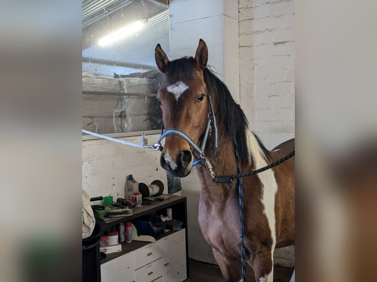 Deutsches Reitpony Hengst Fohlen (03/2025) 145 cm in Jesteburg