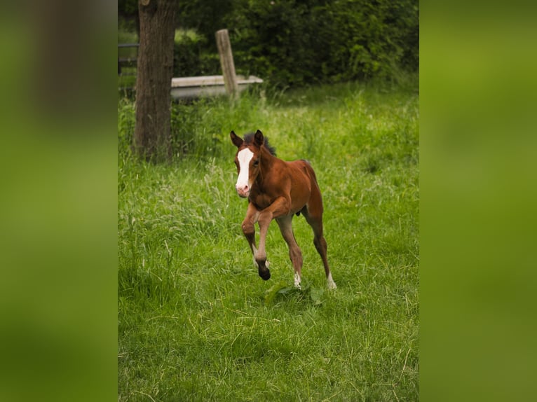 Deutsches Reitpony Hengst  146 cm Brauner in Moers