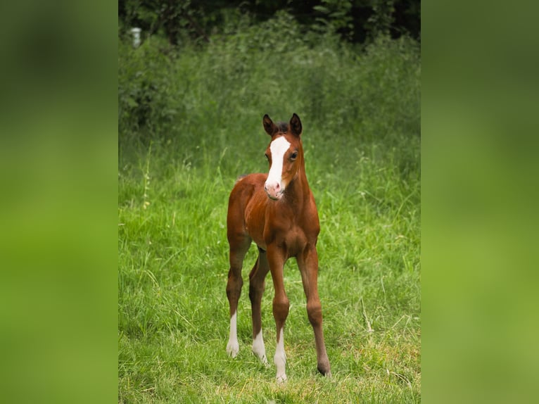 Deutsches Reitpony Hengst  146 cm Brauner in Moers