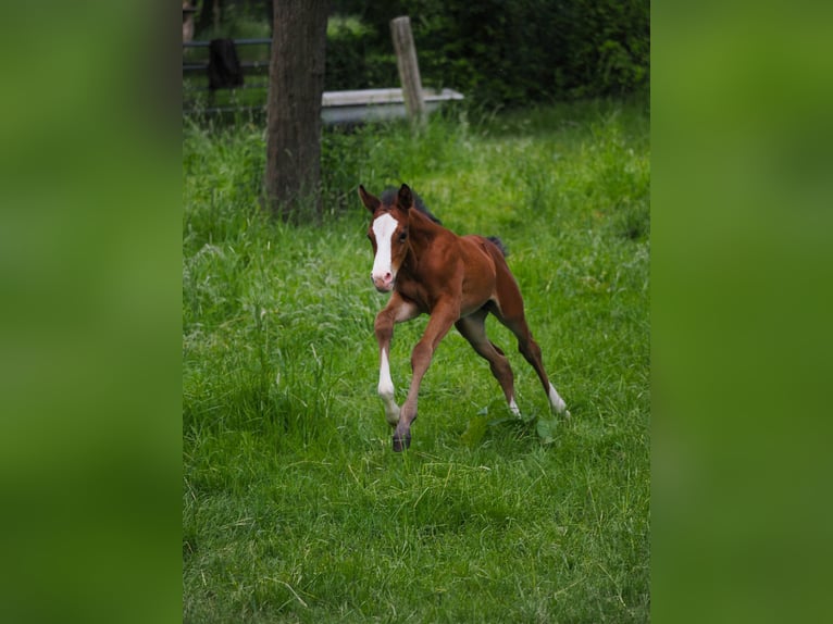 Deutsches Reitpony Hengst  146 cm Brauner in Moers
