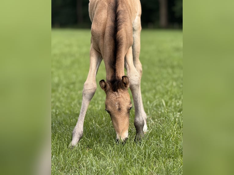 Deutsches Reitpony Hengst Fohlen (05/2025) 146 cm Buckskin in Haltern am See