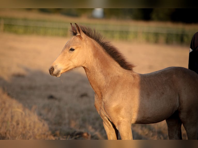 Deutsches Reitpony Hengst Fohlen (05/2025) 146 cm Buckskin in Haltern am See