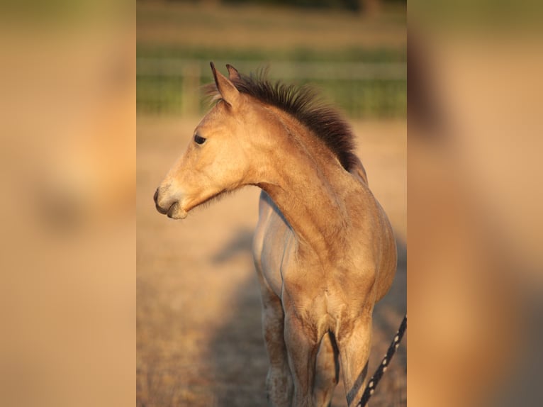 Deutsches Reitpony Hengst Fohlen (05/2025) 146 cm Buckskin in Haltern am See