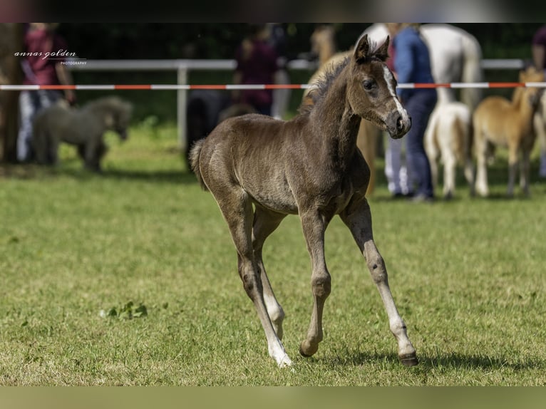 Deutsches Reitpony Hengst Fohlen (03/2025) 146 cm Dunkelbrauner in Schneidenbach