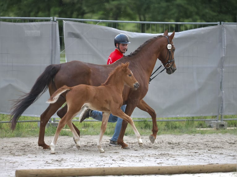 Deutsches Reitpony Hengst Fohlen (05/2026) 146 cm Dunkelfuchs in Kirchheim