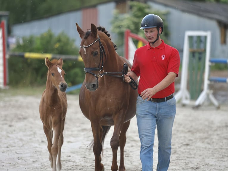 Deutsches Reitpony Hengst Fohlen (05/2026) 146 cm Dunkelfuchs in Kirchheim