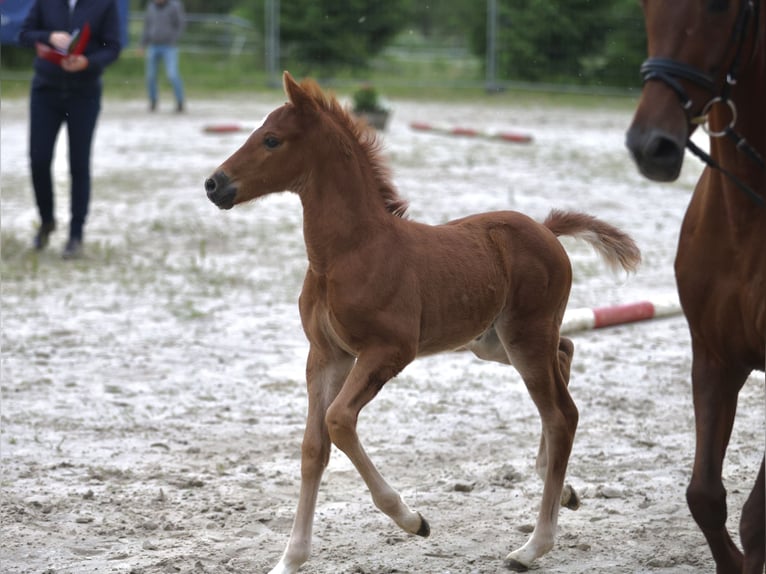 Deutsches Reitpony Hengst Fohlen (05/2026) 146 cm Dunkelfuchs in Kirchheim