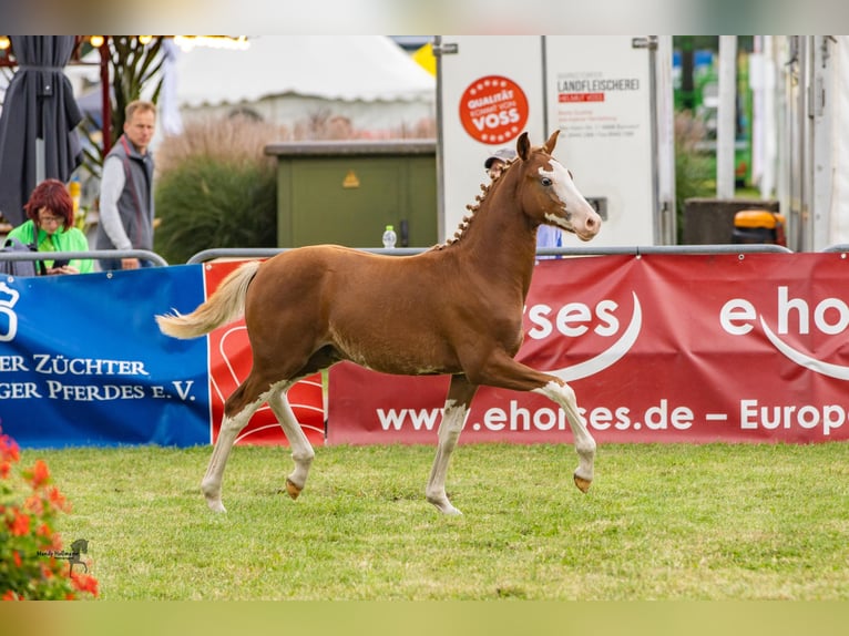 Deutsches Reitpony Hengst Fohlen (03/2024) 146 cm Fuchs in Esens