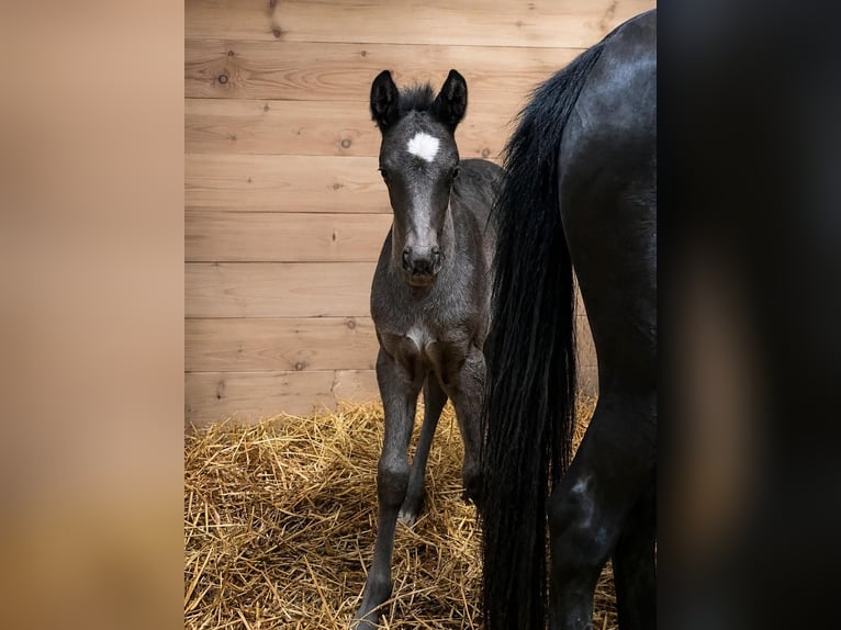Deutsches Reitpony Hengst Fohlen (04/2026) 146 cm Rappe in Grevenbroich