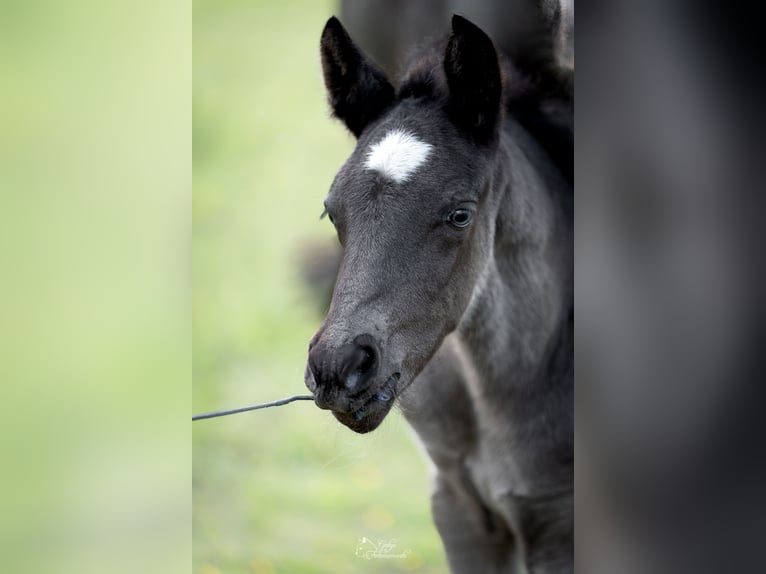 Deutsches Reitpony Hengst Fohlen (04/2026) 146 cm Rappe in Grevenbroich