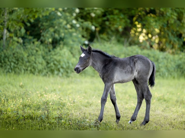 Deutsches Reitpony Hengst Fohlen (04/2026) 146 cm Rappe in Grevenbroich